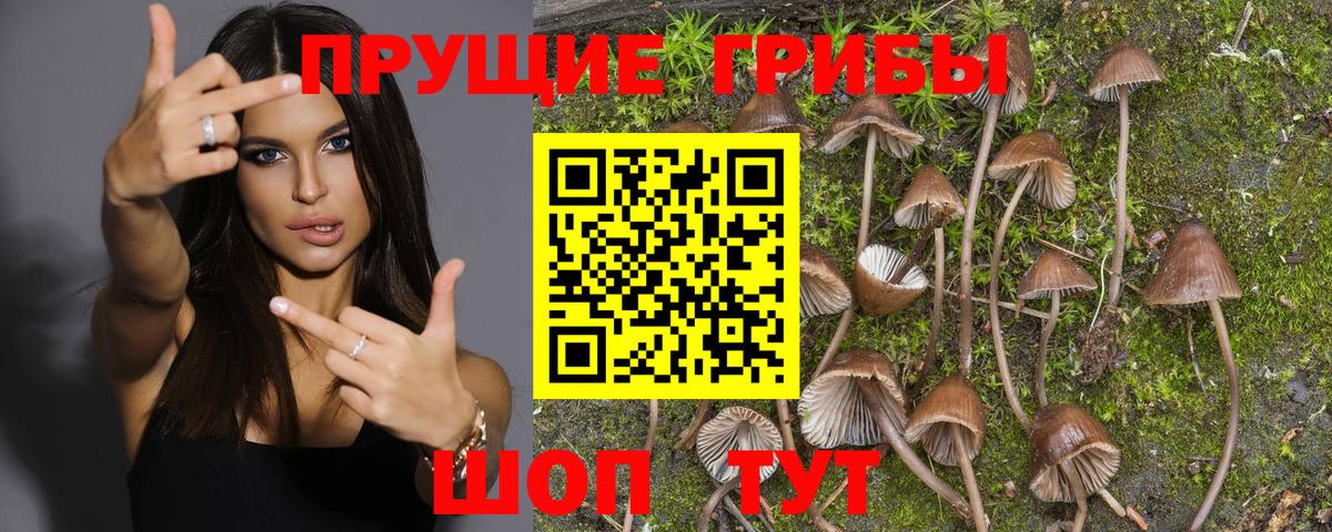 Псилоцибиновые грибы MAGIC MUSHROOMS  Вход с VPN  купить наркотики цена  Псилоцибиновые грибы Psilocybe  Железноводск 